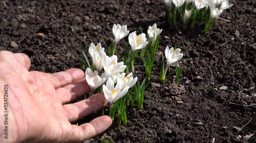 Close-up of blooming white crocuses in spring in the hands of a male gardener