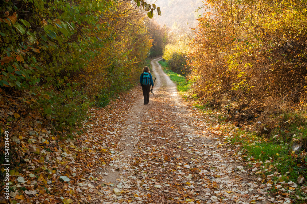 walk in the woods