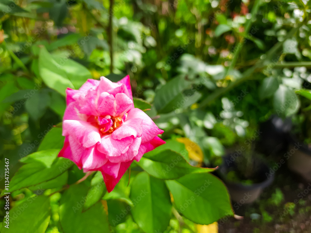 Vibrant Pink Rose in a Garden Setting Vibrant Pink Rose in a Garden Setting