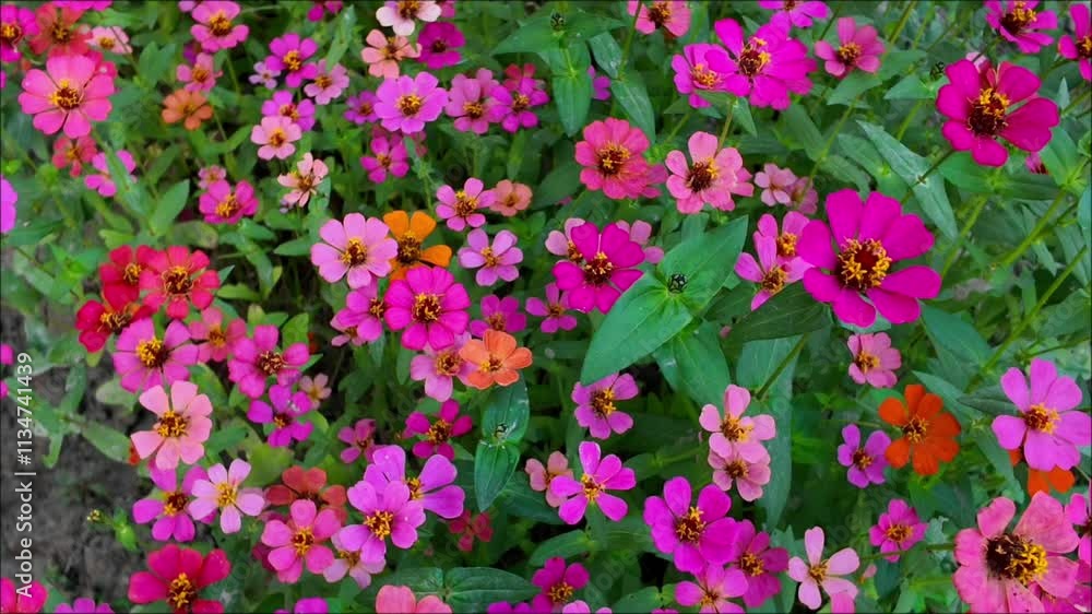 many multicolored zinnia flowers are in bloom many multicolored zinnia flowers are in bloom