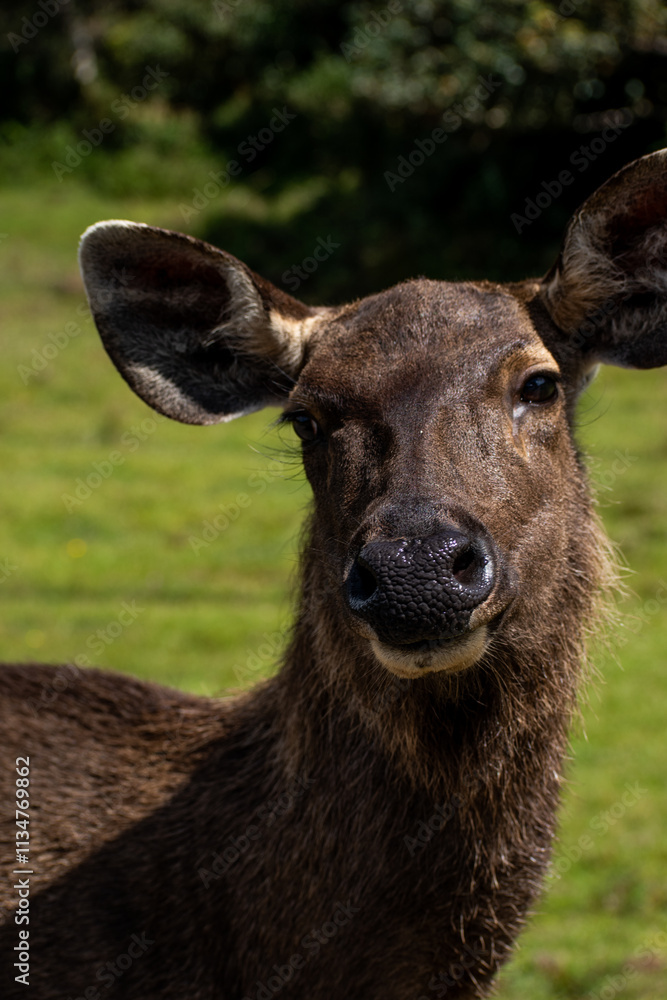 Fototapeta premium Sri Lankan sambar deer looking at camera