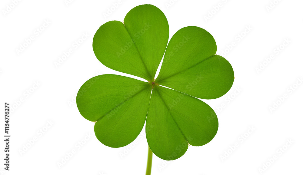 Clover isolated on white background, St. Patrick's Day symbol, full depth of field Clover isolated on white background, St. Patrick's Day symbol, full depth of field