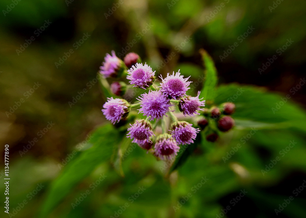 Selective Focus on Purple Wildflower with blur green background in Bangladesh. Macro Photography. Selective Focus on Purple Wildflower with blur green background in Bangladesh. Macro Photography.