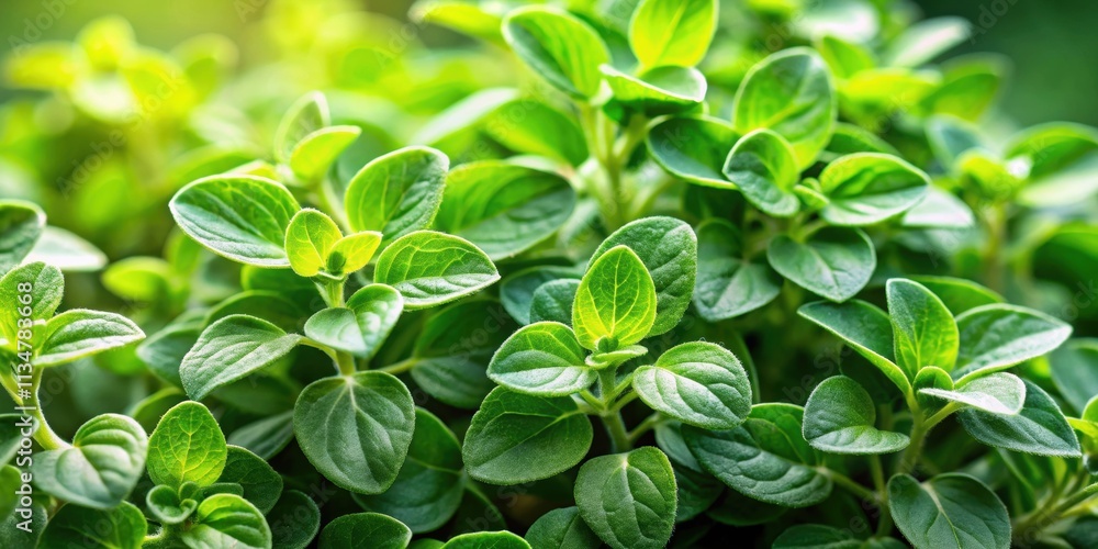 Fresh green oregano leaves, wild herbs, herb, plant, cooking, culinary, seasoning, natural, organic, ingredient, healthy Fresh green oregano leaves, wild herbs, herb, plant, cooking, culinary, seasoning, natural, organic, ingredient, healthy