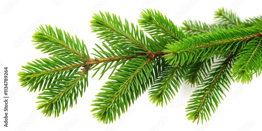 Fototapeta premium Branch of green fir tree, greenery, foliage, nature, forest, evergreen, pine, needles, Christmas, holiday, seasonal