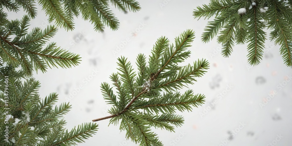 Obraz premium Winter evergreen fir branches scattered on a pristine white background , snowy scenery , snow-covered branches