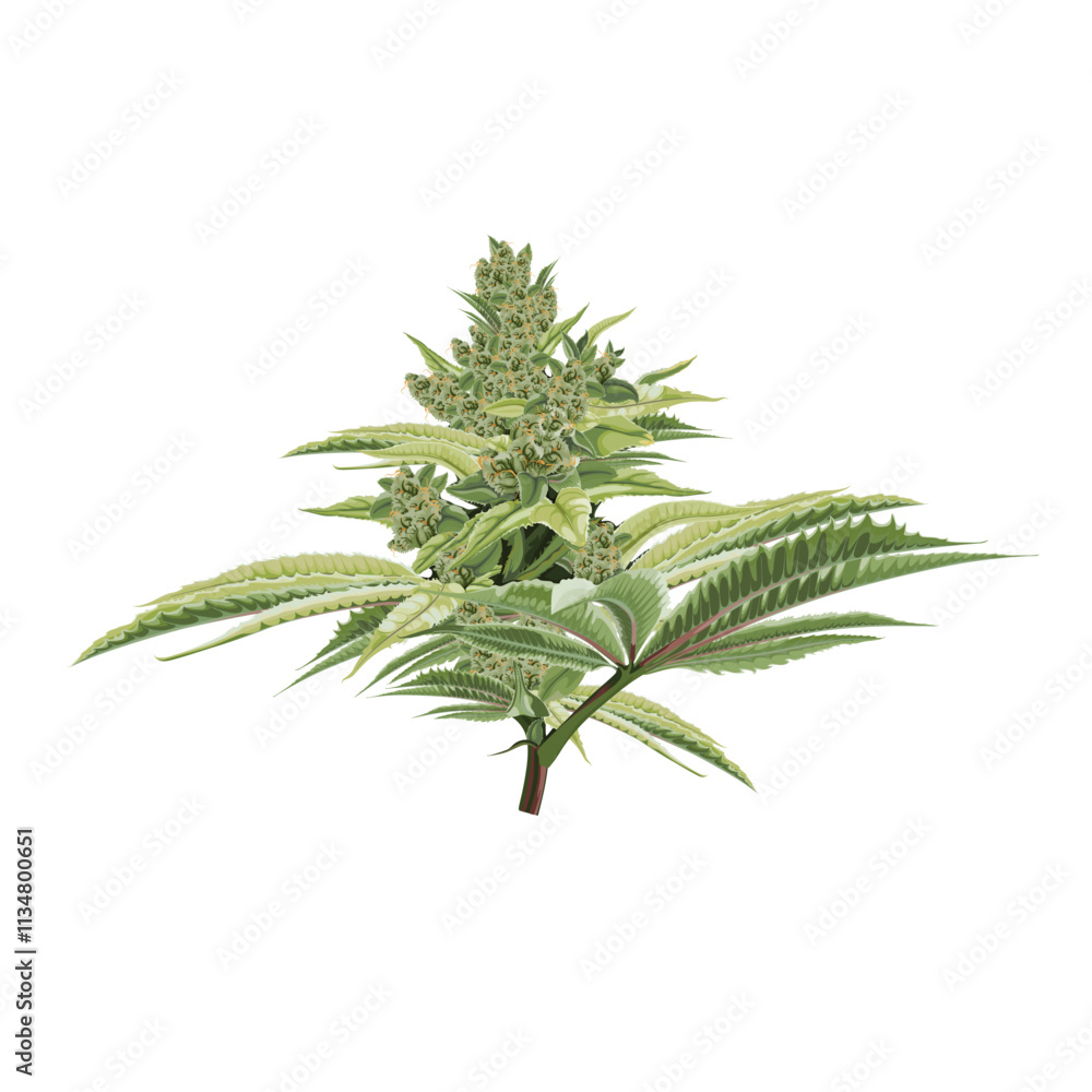 Cannabis Bud Flower. Marijuana legalize symbol. Cannabis Bud Flower. Marijuana legalize symbol.