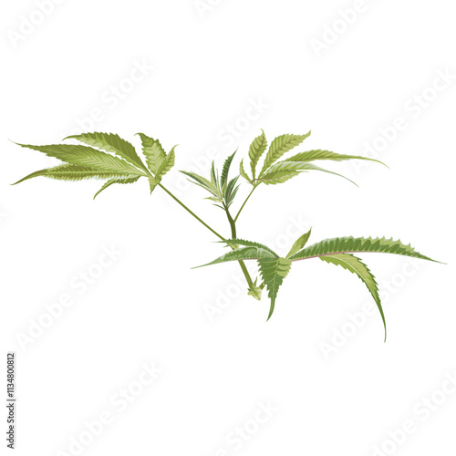 Cannabis Bud Flower. Marijuana legalize symbol.
