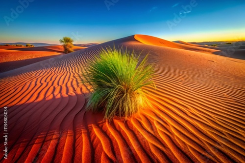 Simpson Desert Dune Grass, Outback Australia: Stunning Landscape Photography, Spinifex Grass, Red Sand Dunes, Sunrise, Aerial View photo