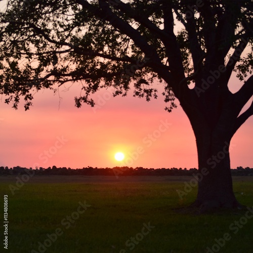 tree at sunset