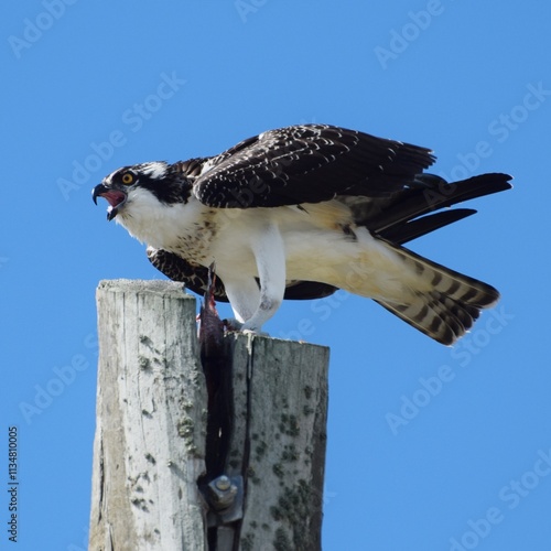 osprey
