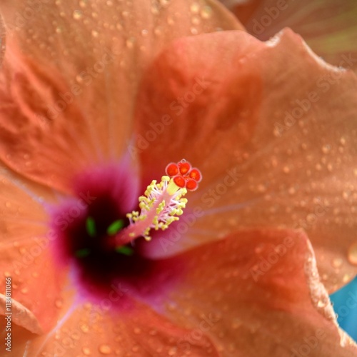 hibiscus close up