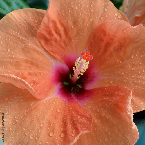 hibiscus with rain droplets
