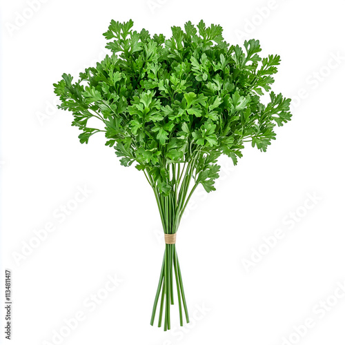 Parsley isolated on white background. Bunch of fresh parsley .