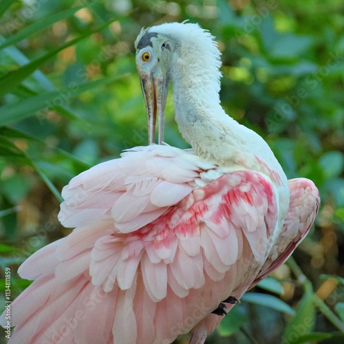 roseate spoonbill