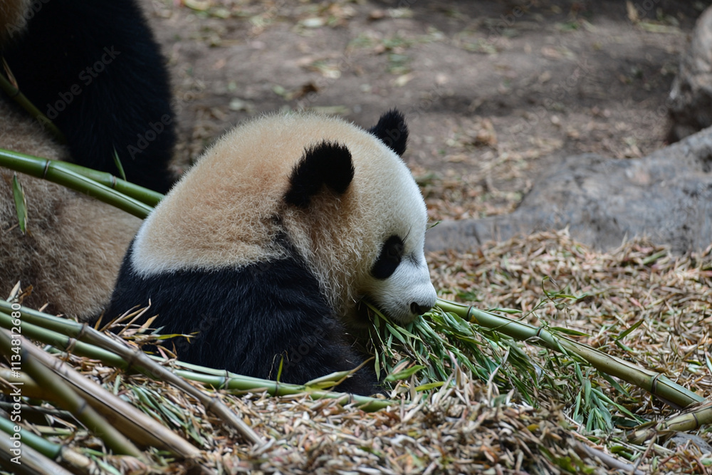 Obraz premium Panda happily munching on fresh bamboo shoots