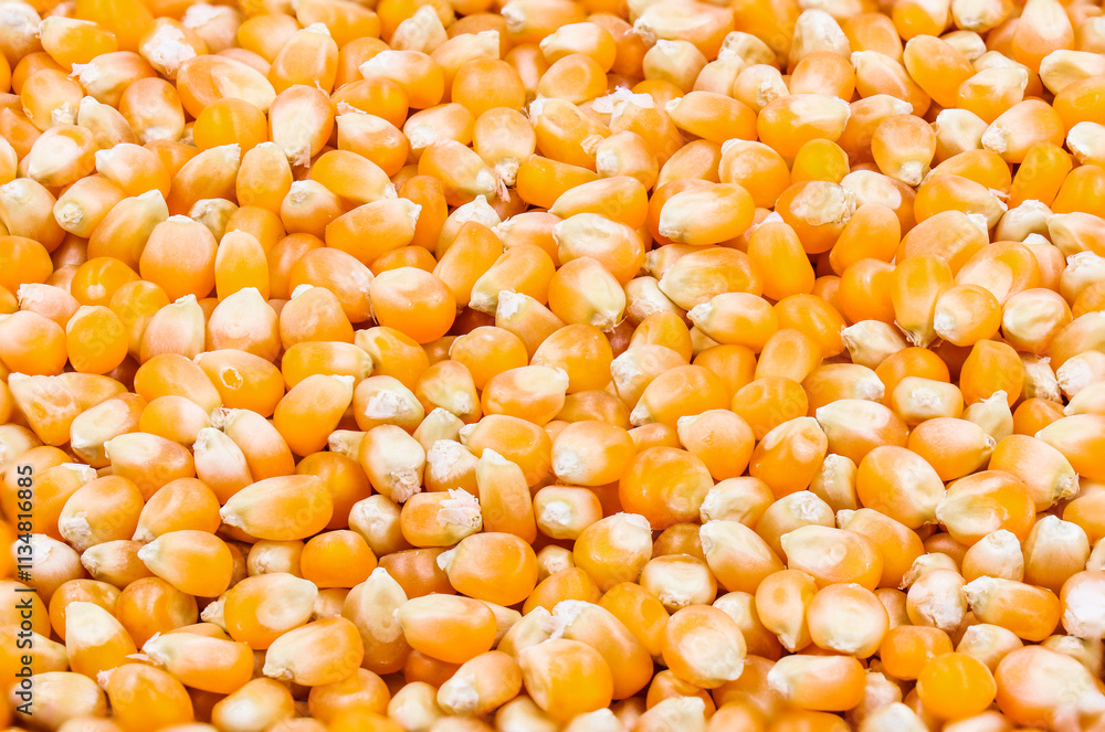 Texture of yellow maize or corns seed grains.Corn is a plant that provides very high carbohydrates.Control blood sugar levels to be stable. Texture of yellow maize or corns seed grains.Corn is a plant that provides very high carbohydrates.Control blood sugar levels to be stable.