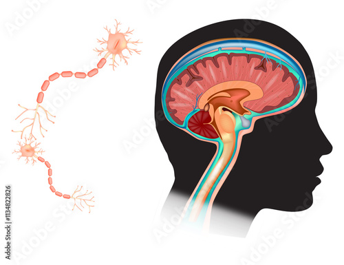 Human Head with Brain and Neurons Diagram. Cells in the brain are neuron. Nerve cells and glial cells or neuroglia. Neuronal communication photo