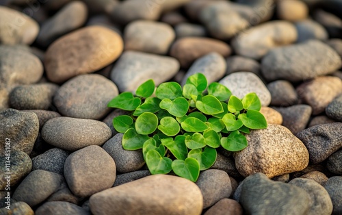 Wallpaper Mural A small cluster of vibrant green leaves growing between smooth, natural stones, creating a serene and harmonious scene. Torontodigital.ca