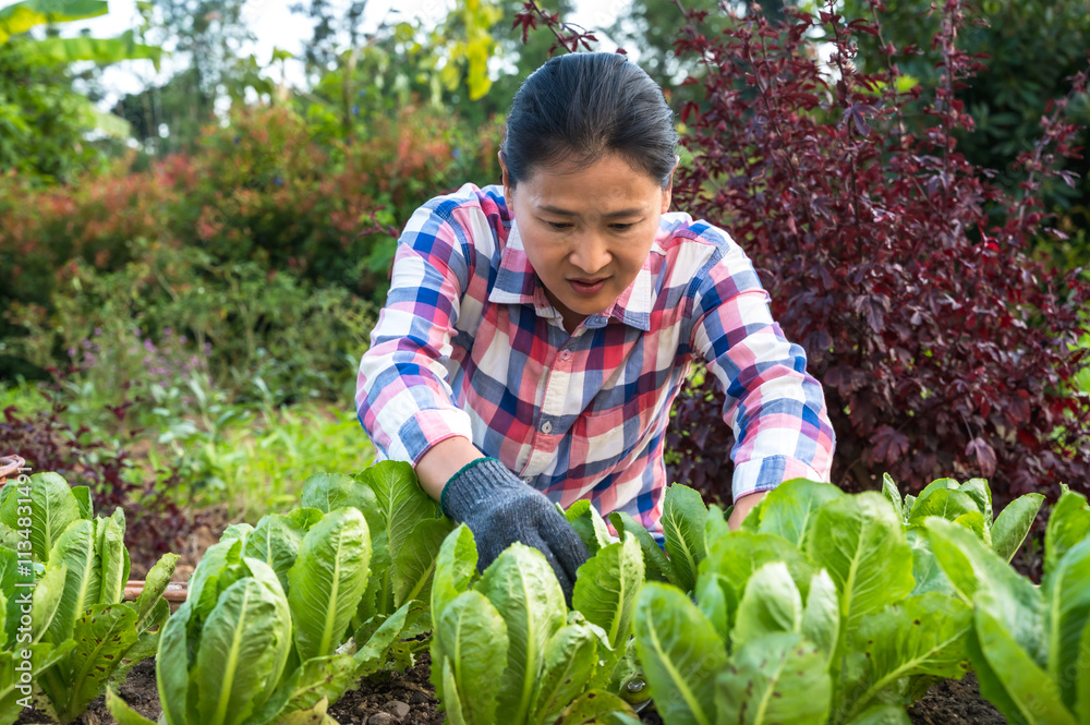Asian woman gardener working in rural agriculture farm Asian woman gardener working in rural agriculture farm