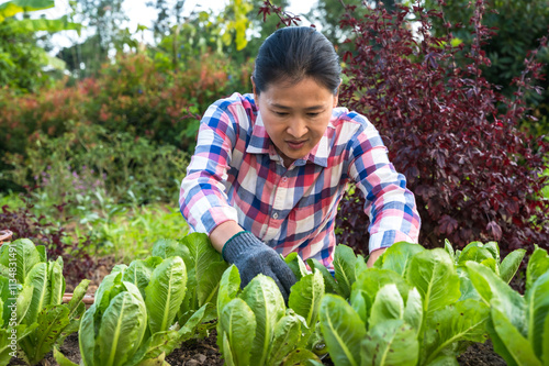 Asian woman gardener working in rural agriculture farm