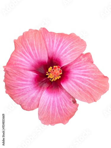 Gorgeous red hibiscus blossoms with layered petals and prominent stamen. Symbolizing love and beauty, this tropical flower is popular in landscapes, adding vibrant color to gardens and outdoor setting