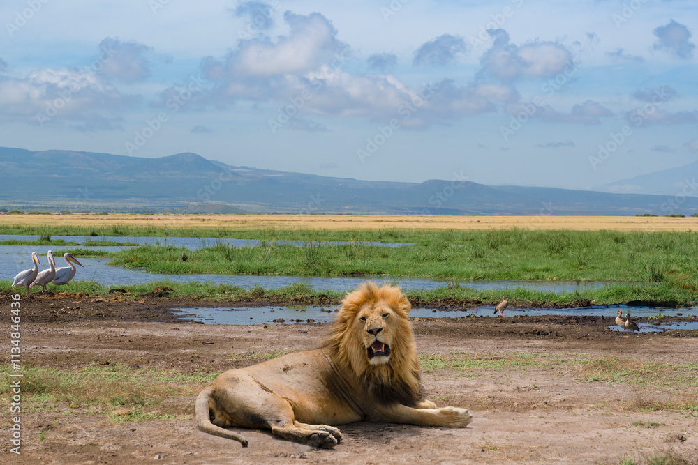 A lion resting on dry ground near a green wetland, with pelicans and other birds in the background under a cloudy sky