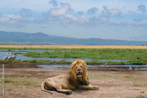Obraz na płótnie A lion resting on dry ground near a green wetland, with pelicans and other birds in the background under a cloudy sky w salonie