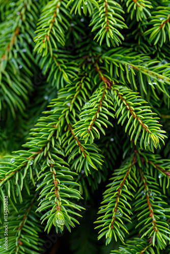 spruce texture