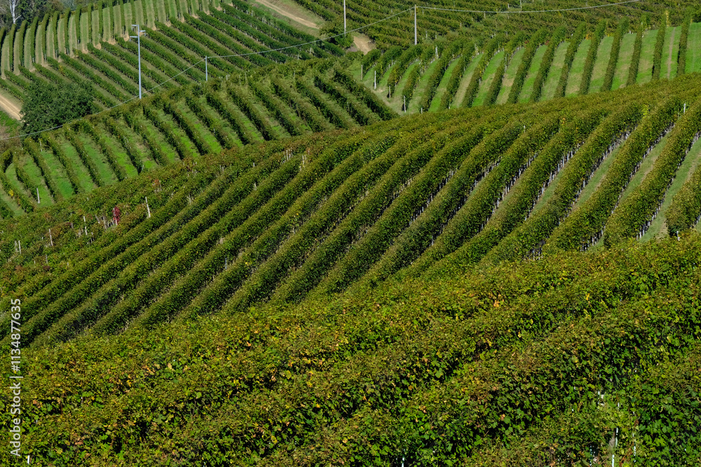 Fototapeta premium Panorama delle Langhe da Barbaresco in provincia di Cuneo, Piemonte, Italia.
