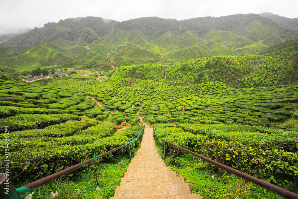 A path in tea plantations A path in tea plantations