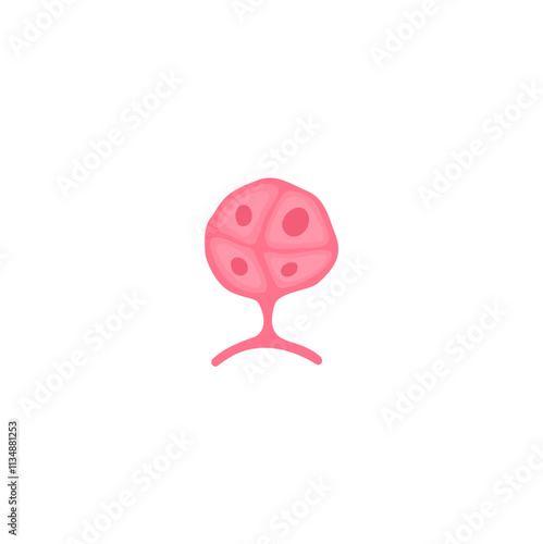 muscle satellite cells