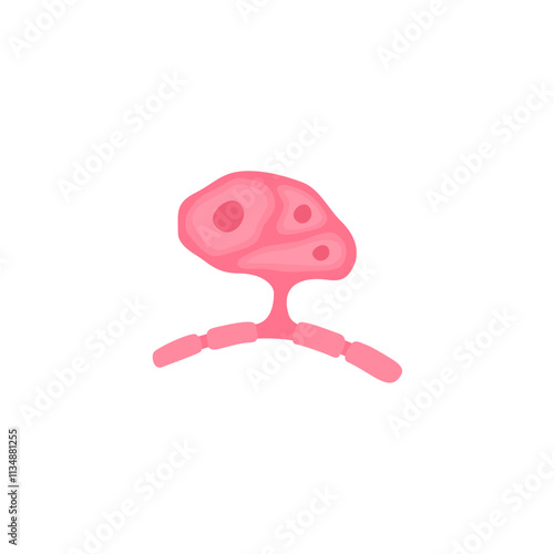 muscle satellite cells