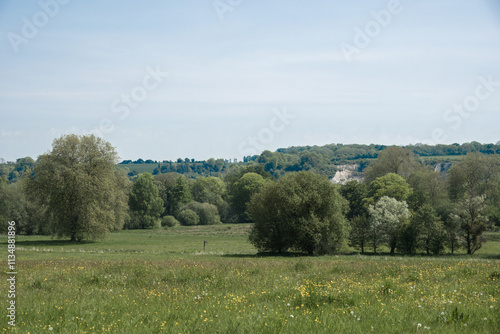 landscape with circle of trees, bright yellow buttercups  and hazy blue sky in the countryside photo