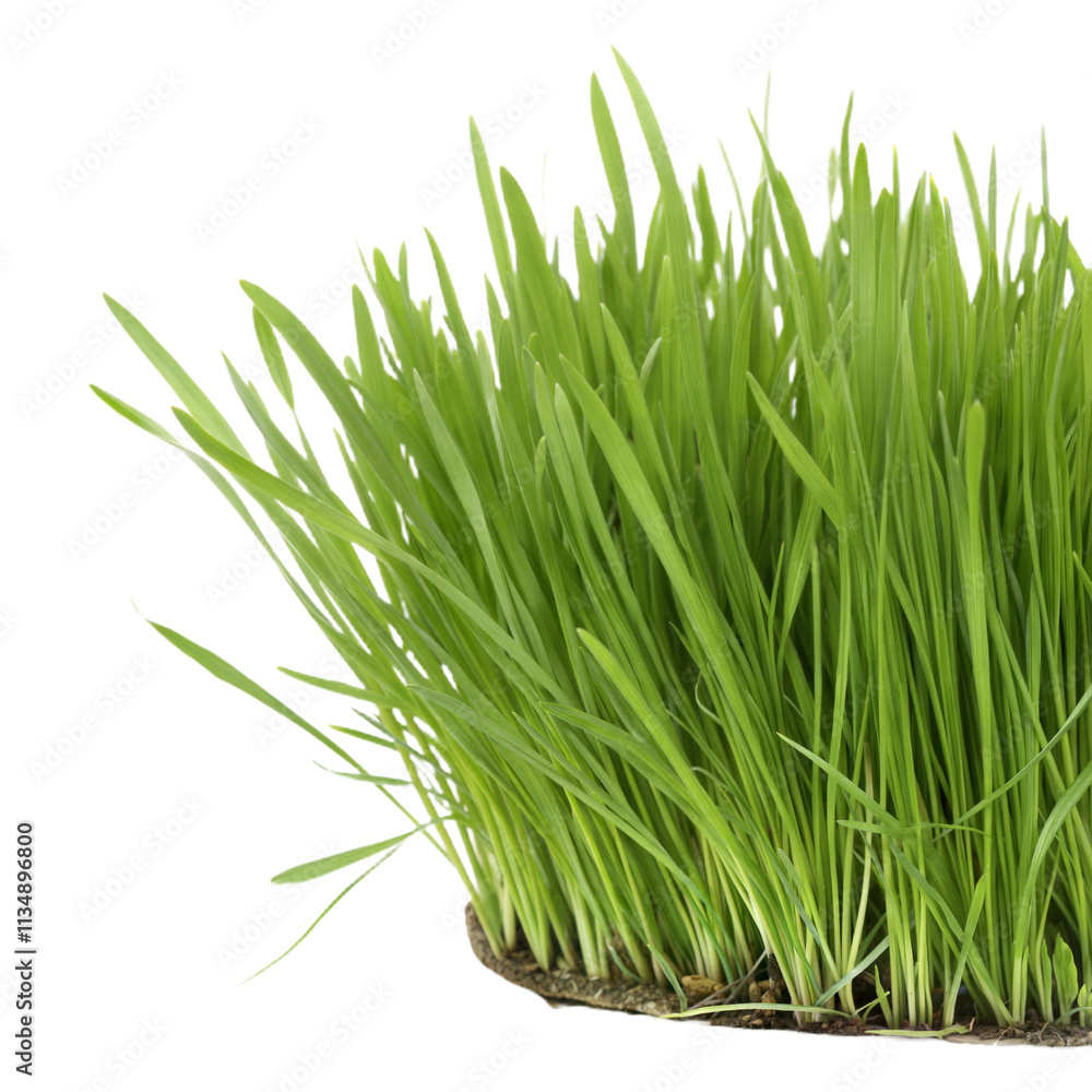 Fototapeta premium Beautiful green grass illustration on a transparent background. Perfect for decor, landscaping, and branding themes