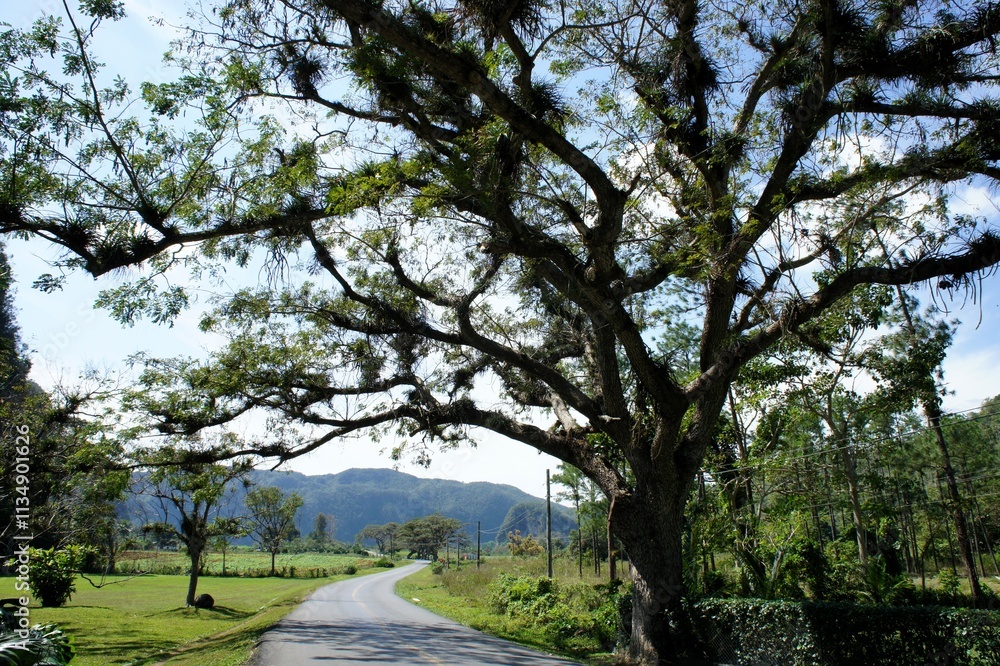 Tree-lined road in Cuba's Viñales valley. Tree-lined road in Cuba's Viñales valley.
