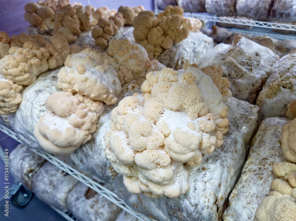 Fresh Lion's Mane mushrooms (Hericium erinaceus) grown in a commercial mushroom cultivation room (mushroom fruiting room) within a controlled, closed-door environment. Close view. Fresh Lion's Mane mushrooms (Hericium erinaceus) grown in a commercial mushroom cultivation room (mushroom fruiting room) within a controlled, closed-door environment. Close view.
