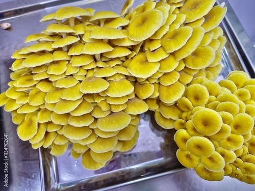 golden oyster mushroom (Pleurotus citrinopileatus) top view image  photo