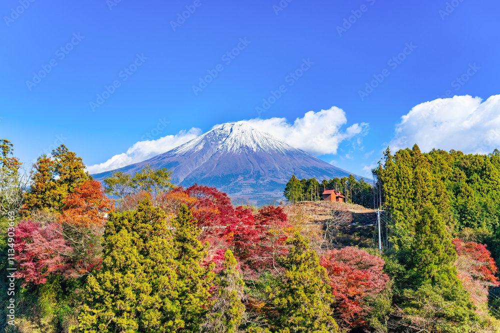 Fototapeta premium 静岡県富士宮市白糸の滝 芝生広場から見た紅葉と富士山