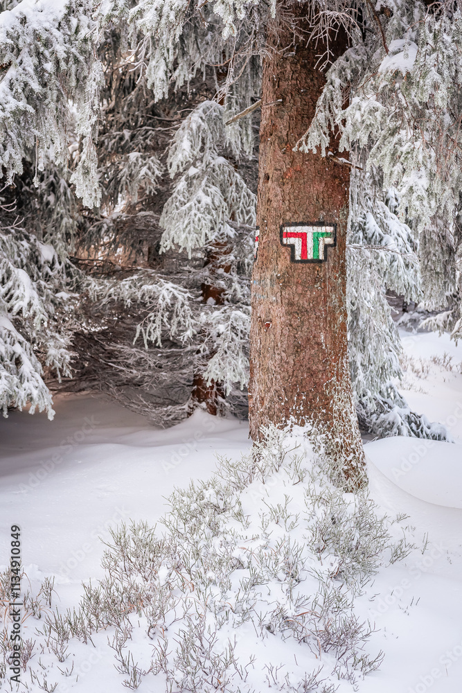 Red and green mountain hiking trail, forest path marking on tree trunk during winter hike in the mountains on a cold day.