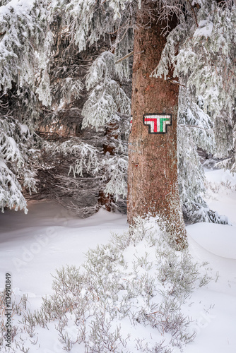 Obraz na płótnie Red and green mountain hiking trail, forest path marking on tree trunk during winter hike in the mountains on a cold day. w salonie