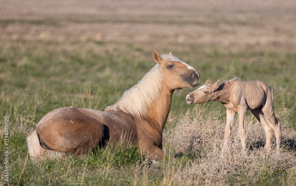Wild Horse Mare and Her Foal in Springtime in the Utah Desert Wild Horse Mare and Her Foal in Springtime in the Utah Desert