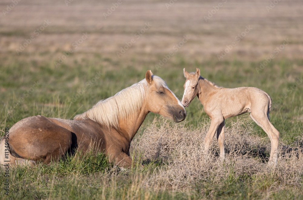 Wild Horse Mare and Her Foal in Springtime in the Utah Desert Wild Horse Mare and Her Foal in Springtime in the Utah Desert