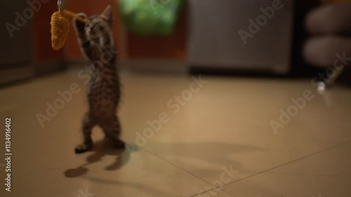 kitten playing with rope slow motion cinematic slog - suitable for advertising and social media
<