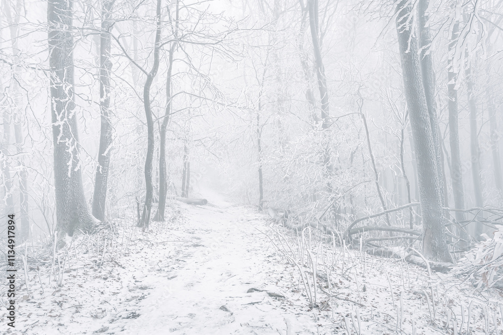 Winter landscape, white frost on trees and branches on a cold foggy day, snow-covered path in the forest.