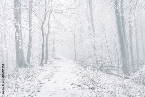 Obraz na płótnie Winter landscape, white frost on trees and branches on a cold foggy day, snow-covered path in the forest. w salonie