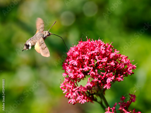 Close-up of Hummingbird Hawk-moth butterfly (Macroglossum stellatarum) feeding of red valerian flowers (Centranthus ruber) in flight