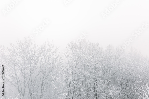 Obraz na płótnie Winter landscape, white frost on trees and branches on a cold foggy day, view of the snow-covered landscape in the forest. w salonie