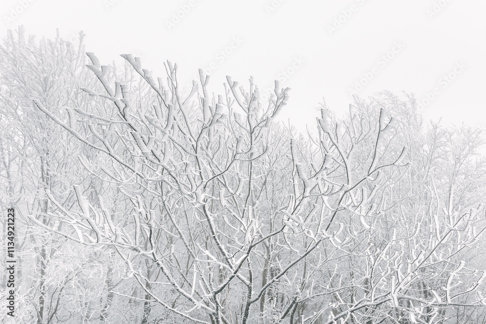 Winter landscape, white frost on trees and branches on a cold foggy day, view of the snow-covered landscape in the forest.