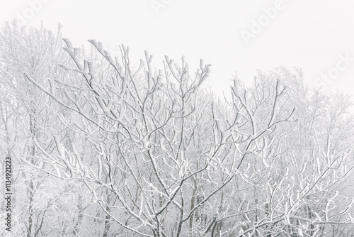 Obraz na płótnie Winter landscape, white frost on trees and branches on a cold foggy day, view of the snow-covered landscape in the forest. w salonie